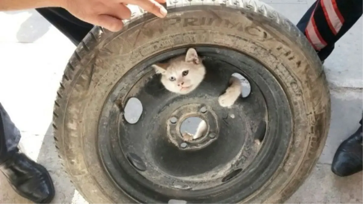 Stepne Lastiğine Sıkışan Kediyi İtfaiye Kurtardı