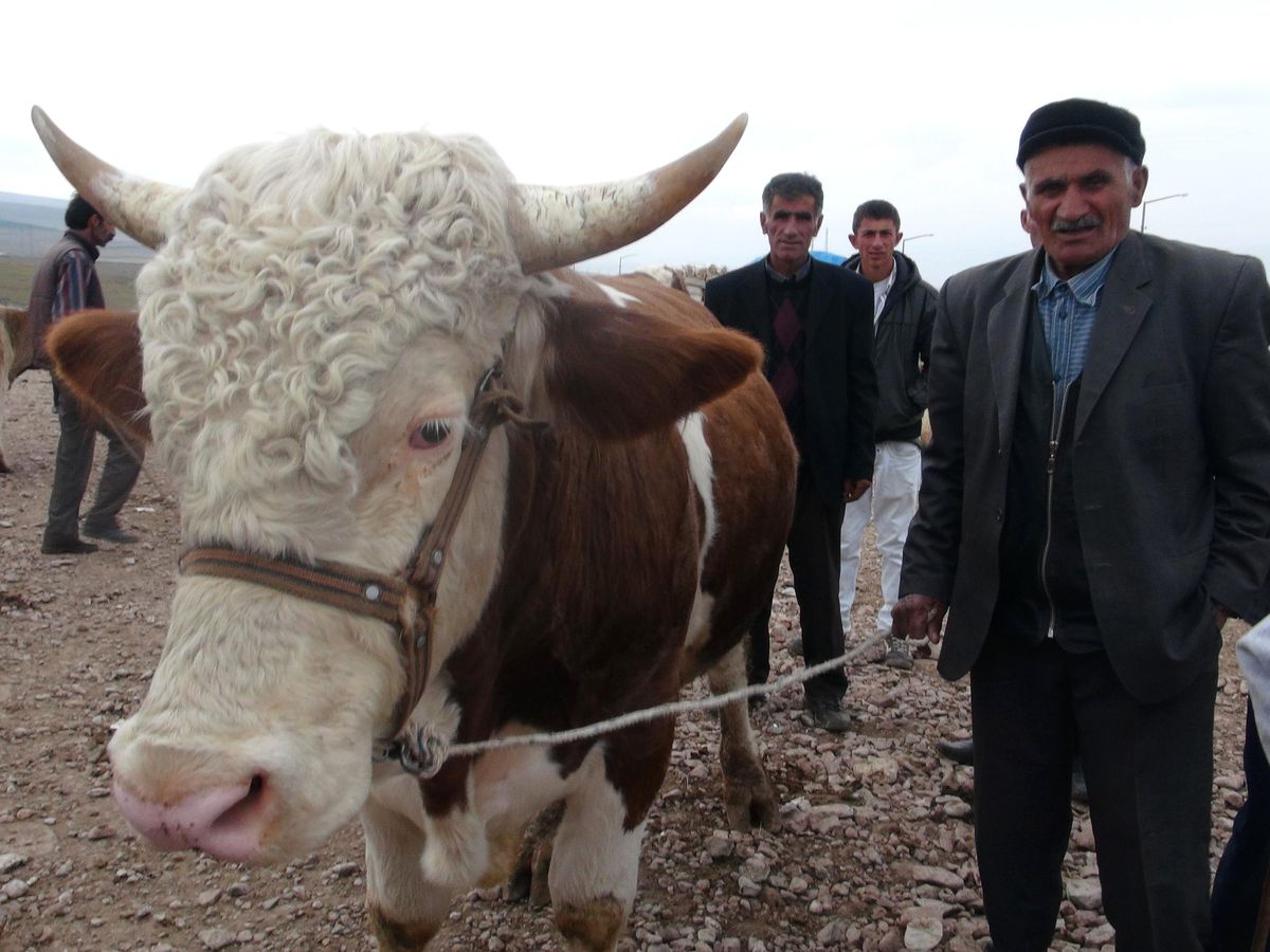 Ardahan\'da Kurban Bereketi