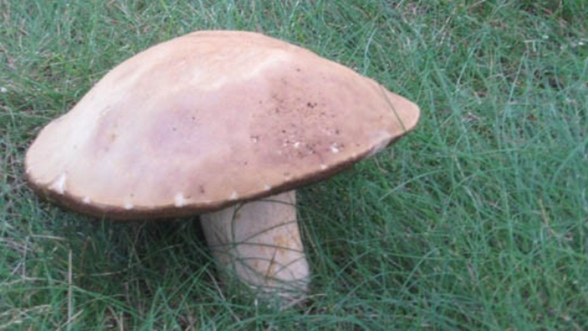 Kastamonu'da 4,5 Kilogramlık Mantar Bulundu