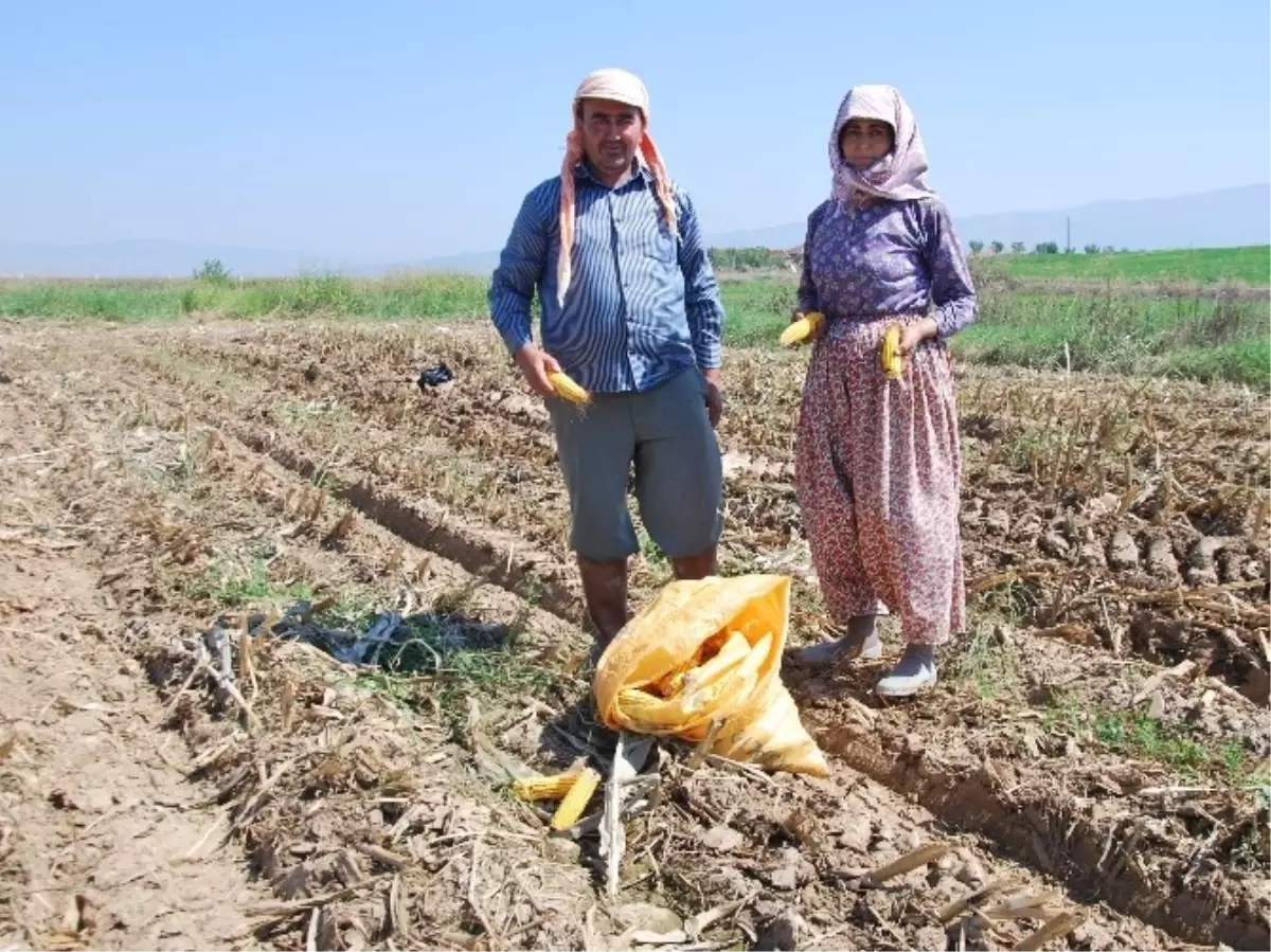 Mısır Hasadı Başladı