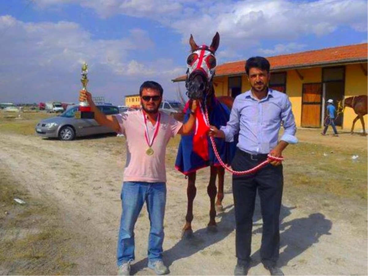 Osmancıklı Şampiyon Yarış Atları Türkiye Gündeminde