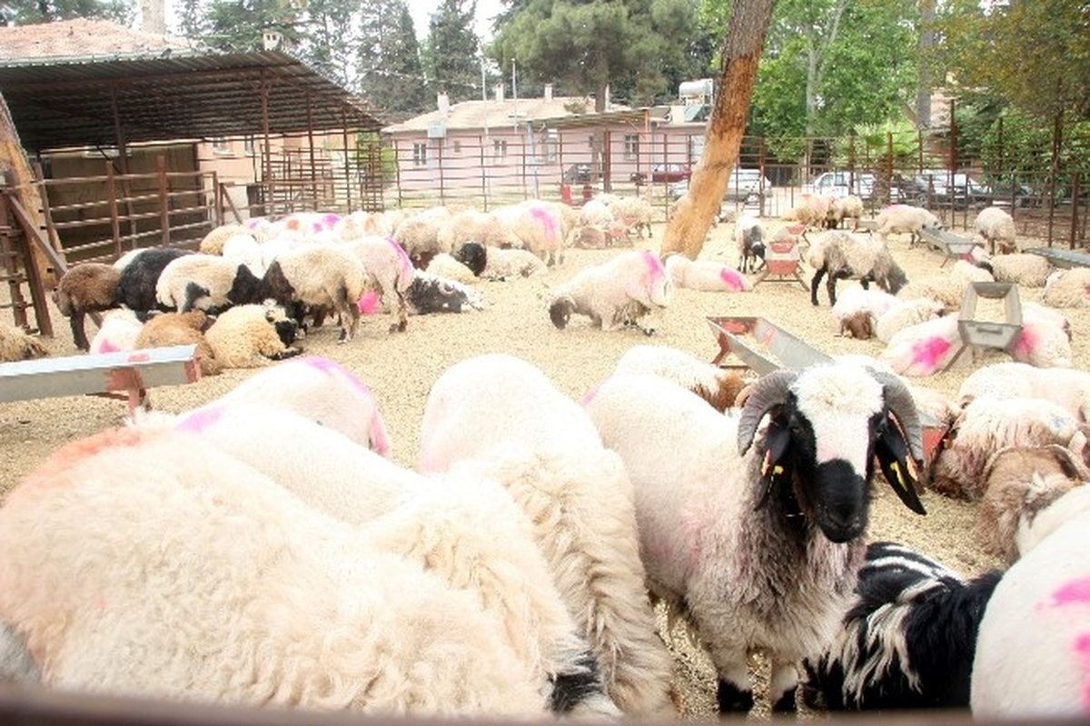 Sınır Hattında 52 Adet Küçükbaş Hayvan Ele Geçirildi