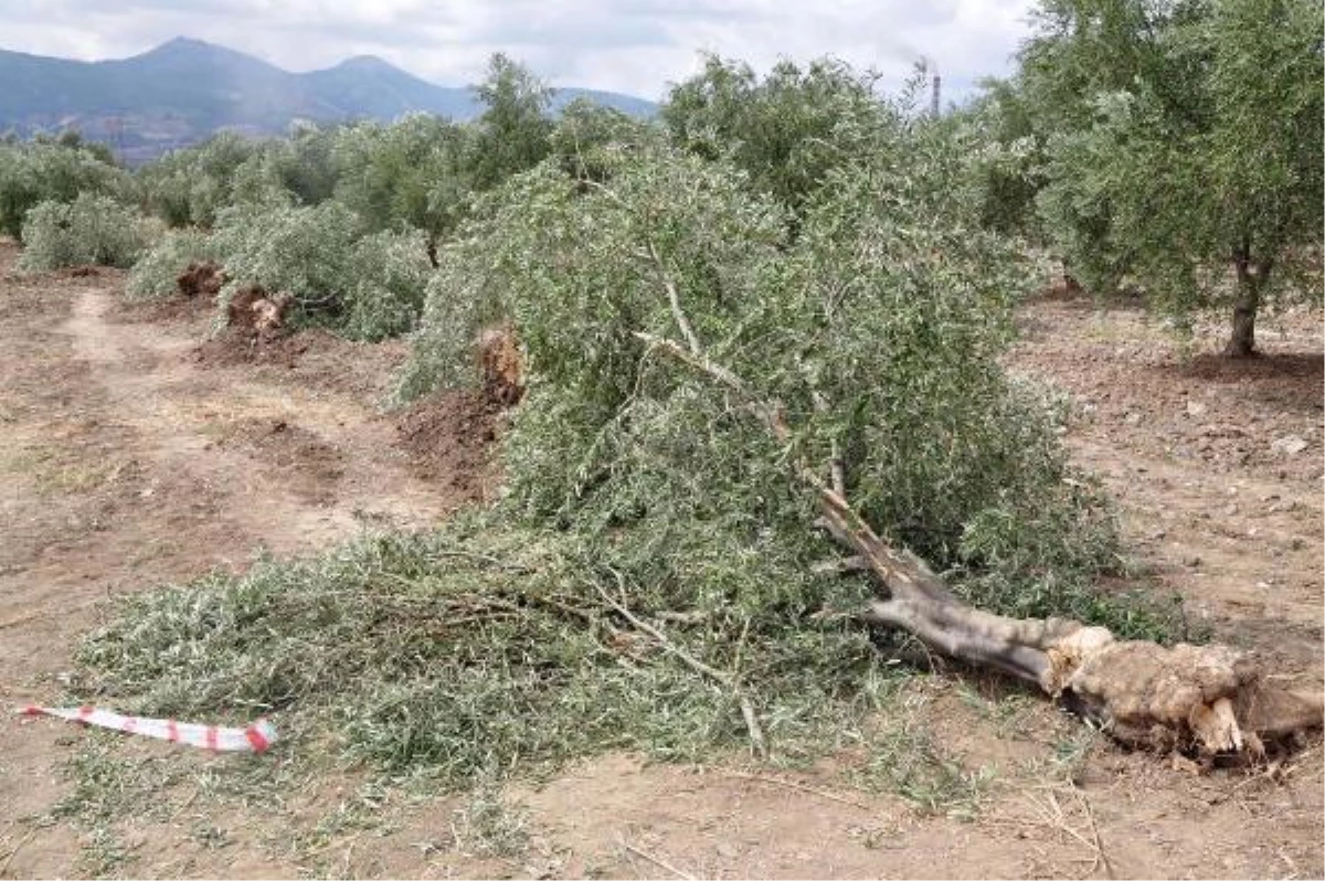 Soma\'da Termik Santral Kurulması İstenen Bölgede İmar Planı İçin Askı Süreci Başlatılmadı