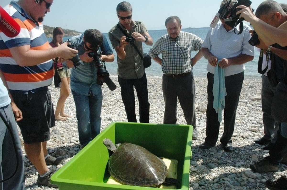 Tedavisi Tamamlanan Kaplumbağa Sekiz Ay Sonra Tekrar Mavi Sularda