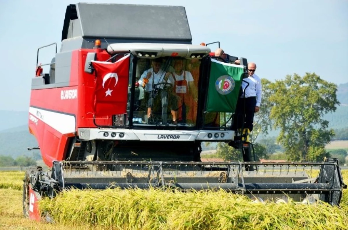 Tzob Genel Başkanı Çeltik Hasadı Yaptı