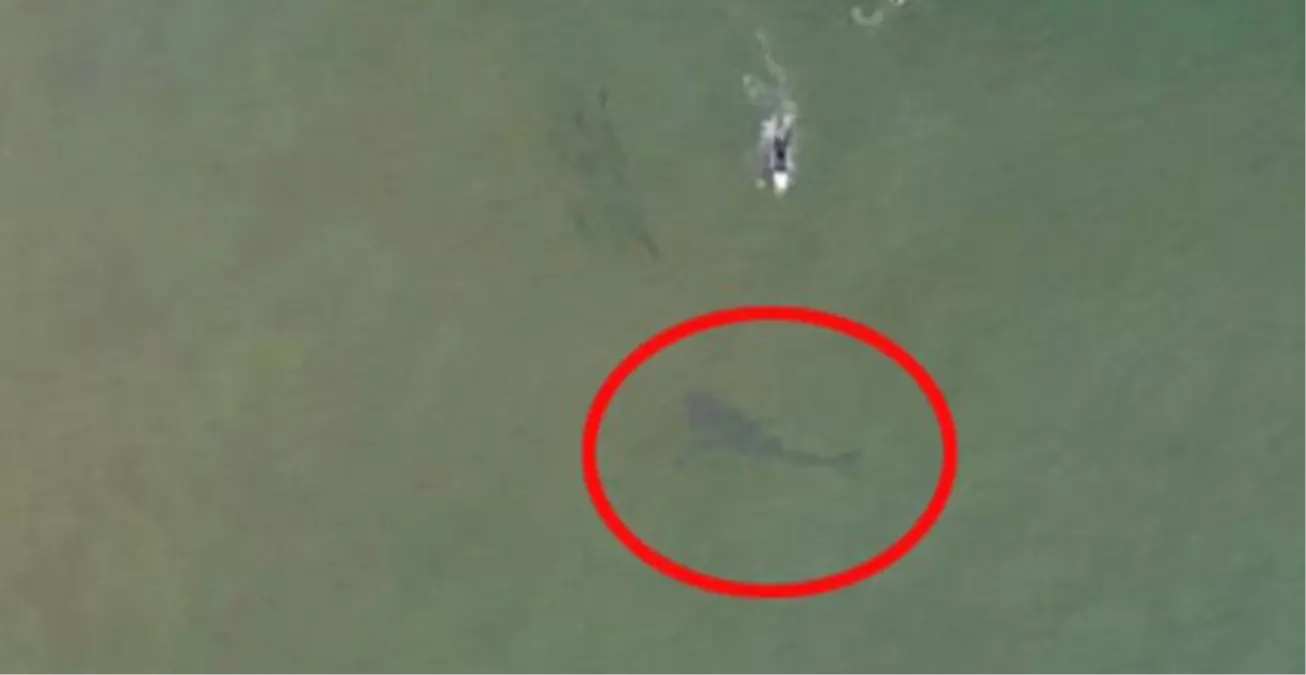 Ünlü Kumsalda Köpekbalığı Görüldü!