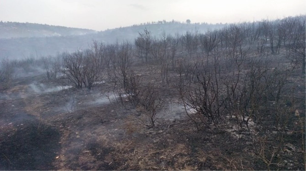 Akhisar\'daki Orman Yangını Sürüyor