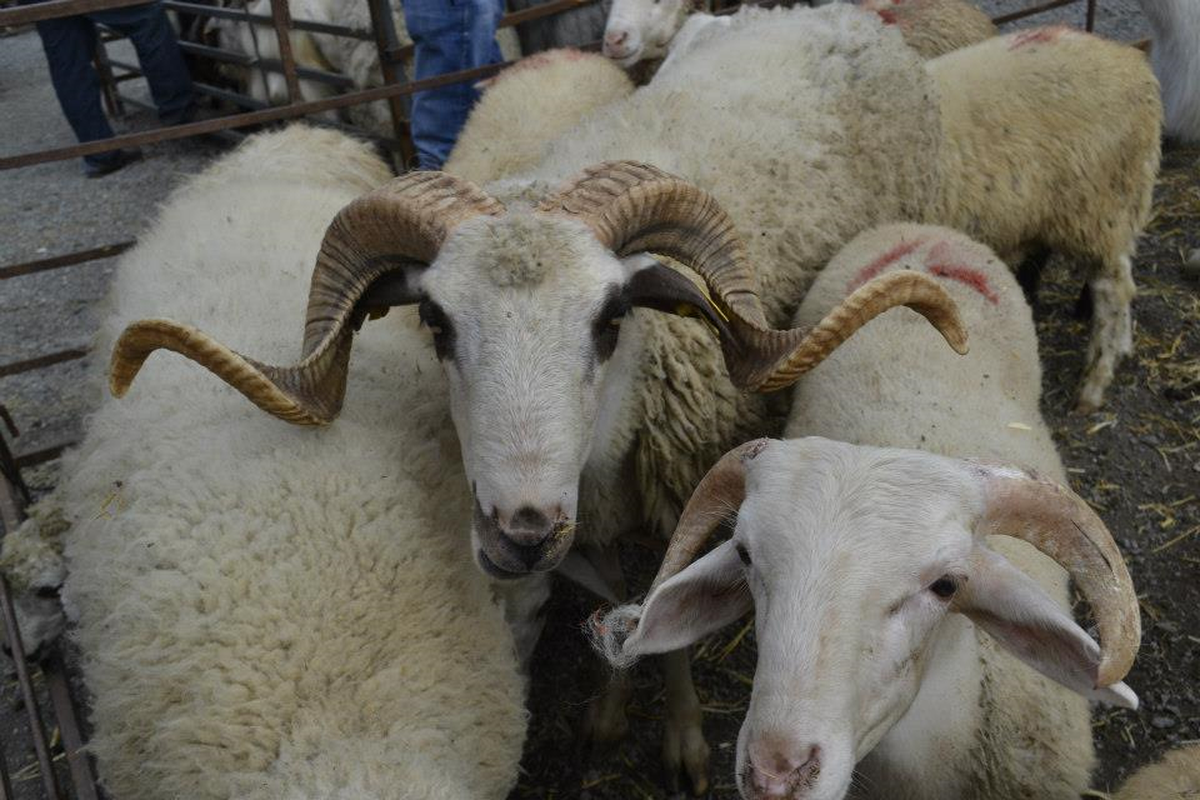 Alaplı\'da Kurban Kesim Yerleri Belirlendi