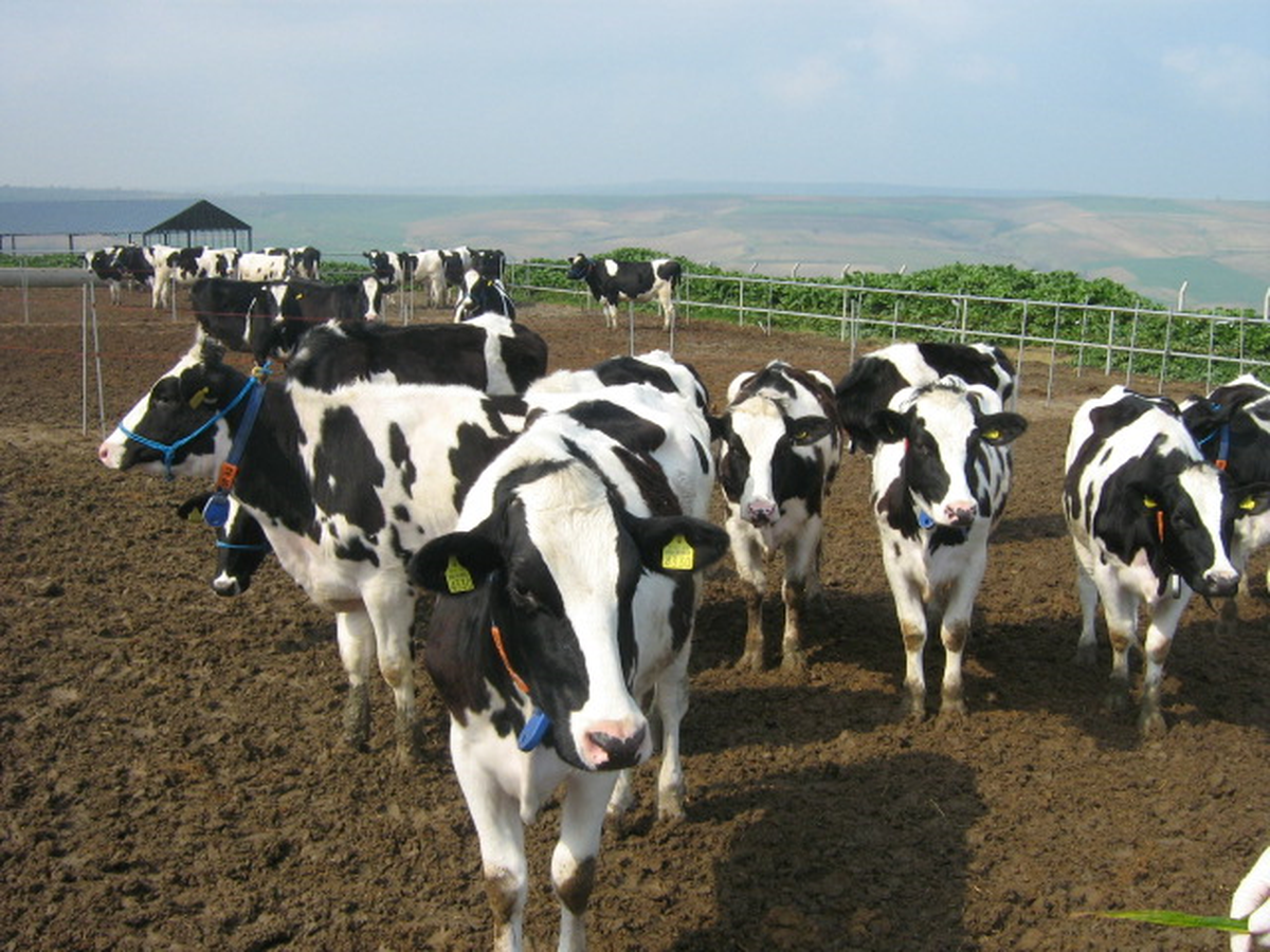Doğu Marmara\'da Hayvancılık