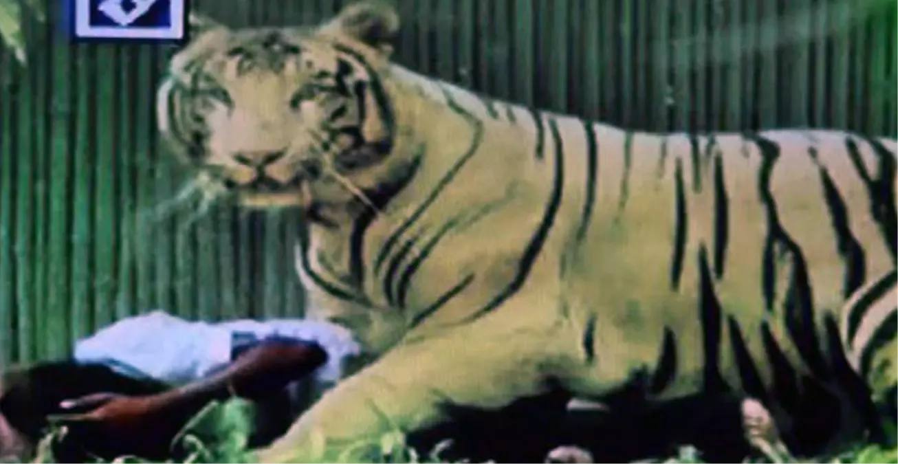 Kaplan, Hintli Genci Yedi