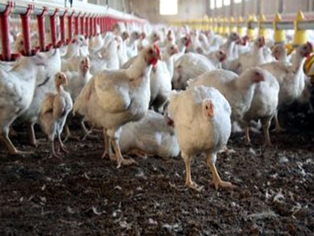 Kümes 278, Büyükbaş 15 Milyona Ulaştı