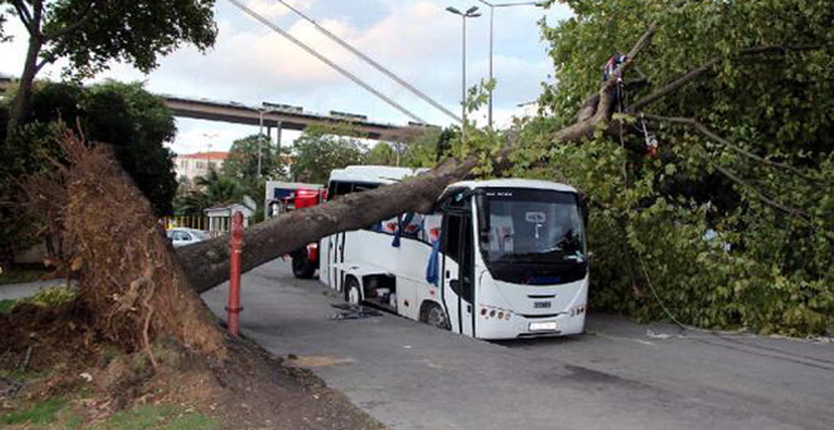 Kuzguncuk'ta Kökünden Sökülen Ağaç, Midibüsün Üstüne Devrildi