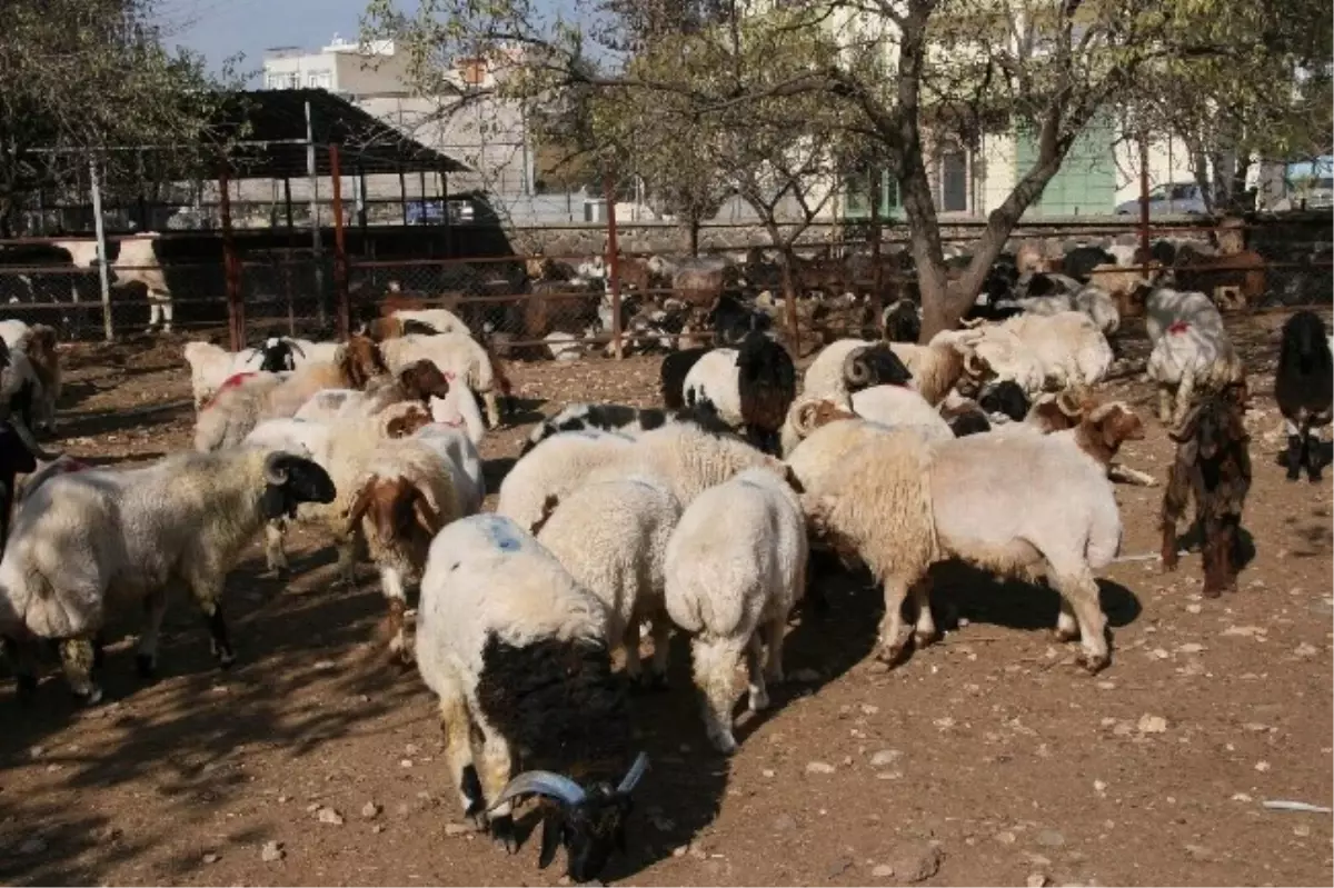 Kilis\'te 39 Adet Küçükbaş Hayvan Ele Geçirildi