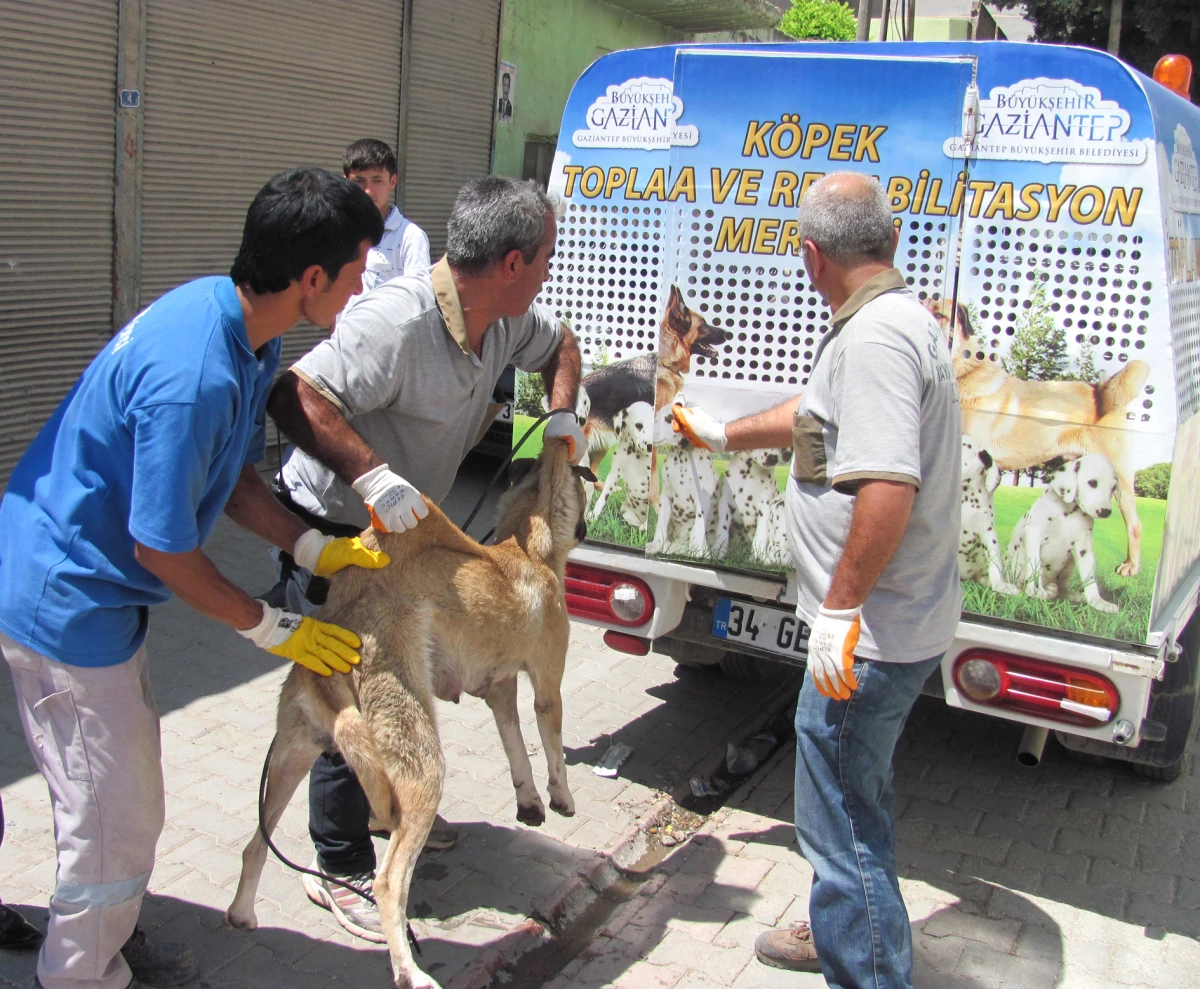 Araban İlçesinde Başıboş Sokak Köpekleri Toplanıyor