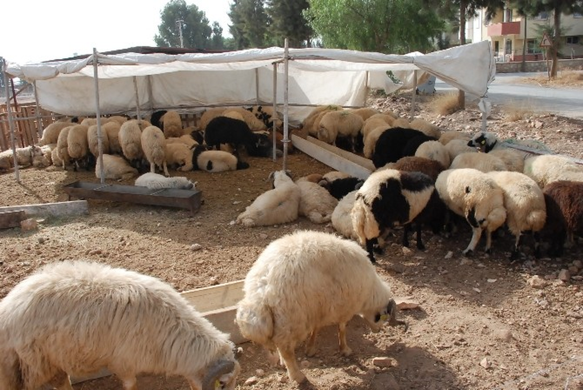Didim\'e İlk Kurbanlıklar Geldi