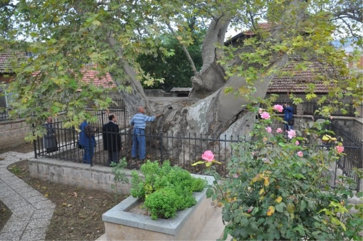 Fırtınada Zarar Gören Bin 257 Yıllık Çınar Tedavi Edilecek