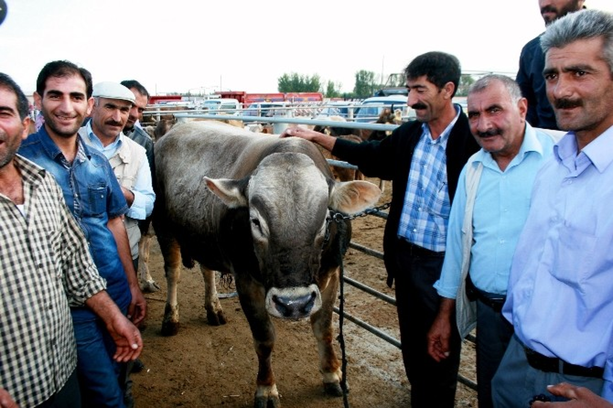 Iğdır Hayvan Pazarı\'nın Şampiyonu \'Gezer\' Boğa