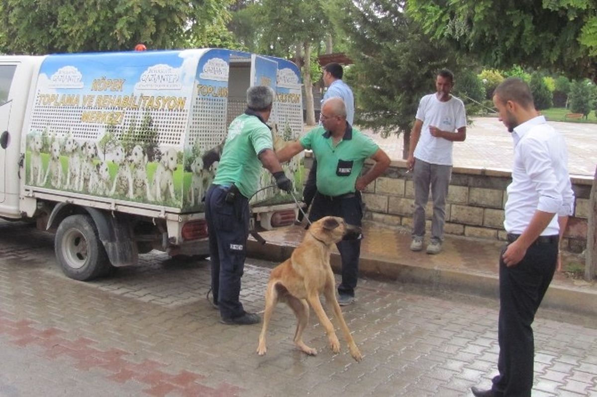 İlçedeki Başıboş Sokak Köpekleri Toplanıyor