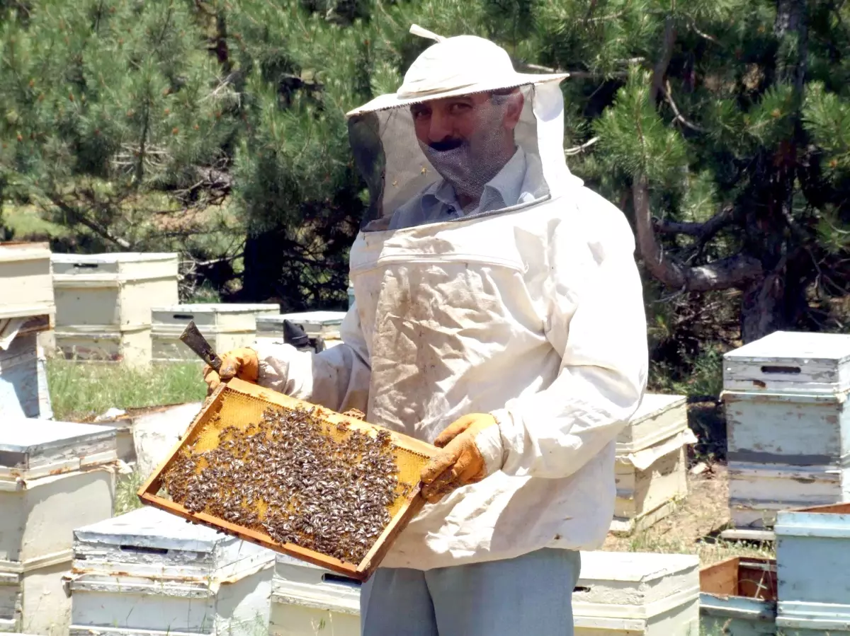 Muğla\'da Çam Balı Hasadı Düşüşle Başladı