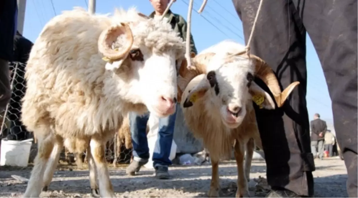 Aksaray Belediyesi Kurban Bağışlarını Ulaştıracak