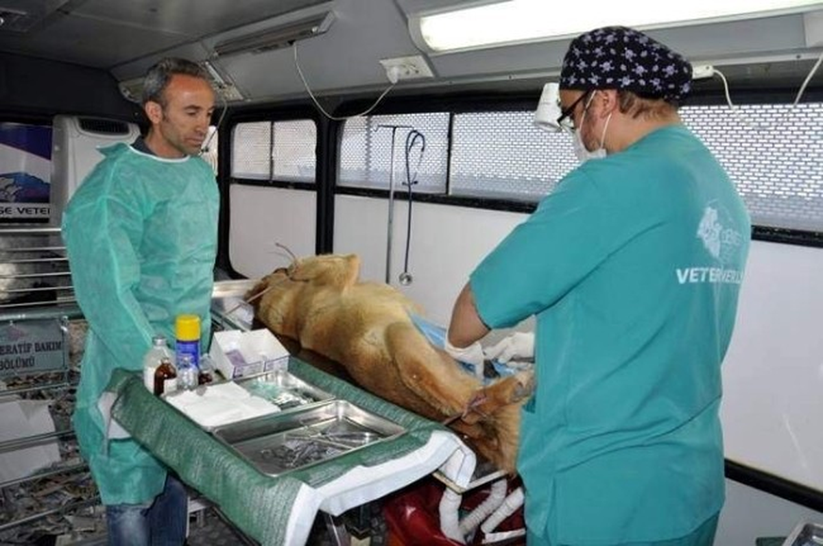 Gelibolu\'da 200 Sokak Köpeği Kısırlaştırılıp Aşılandı