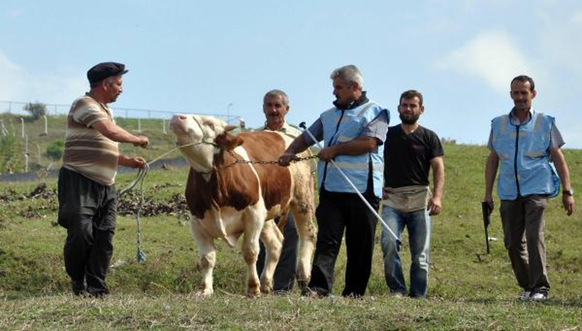 \'Boğa Kaçtı Timi\' Göreve Hazır