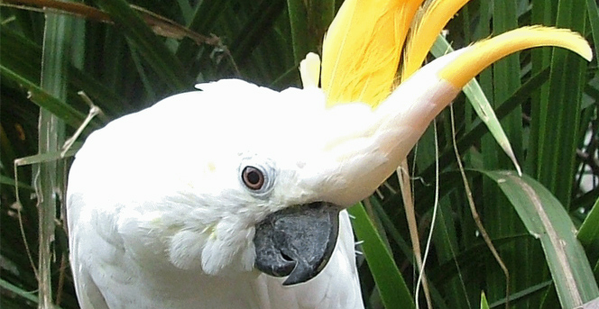 Bu Papağan Dansözlere Taş Çıkarıyor