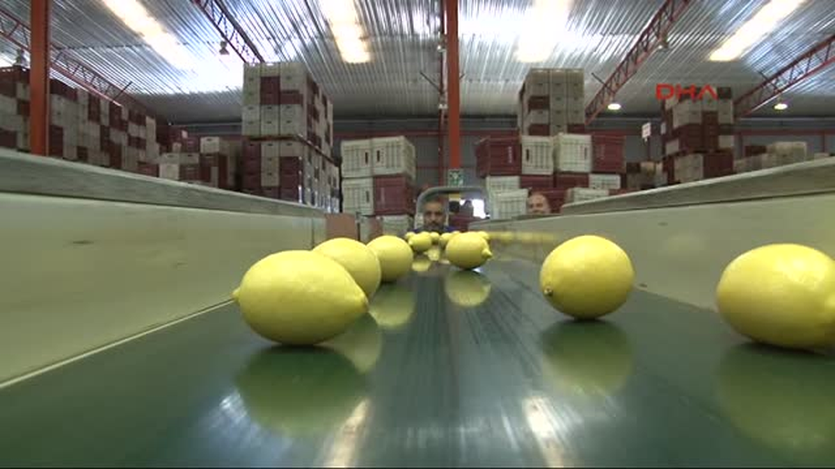 İhraç Ürünü Limon Hasat Edilmeye Başlandı