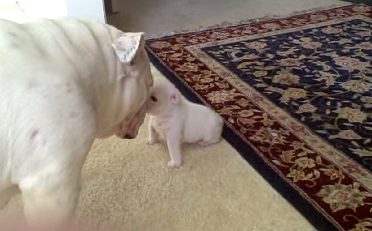 Yavru Köpek Önce Kızdı, Sonra Yalvardı