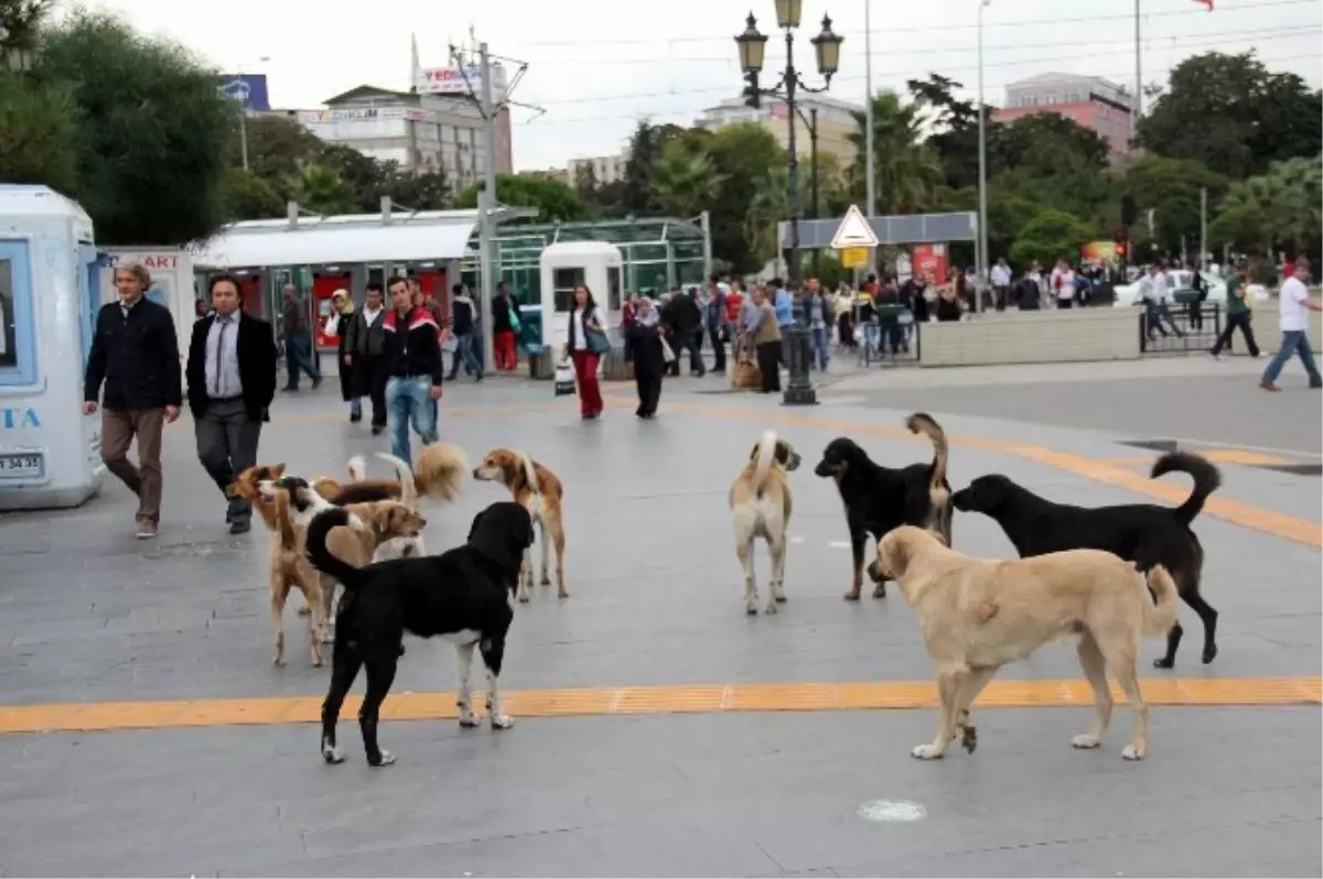 Başıboş Köpekler İnsanlarla İç İçe