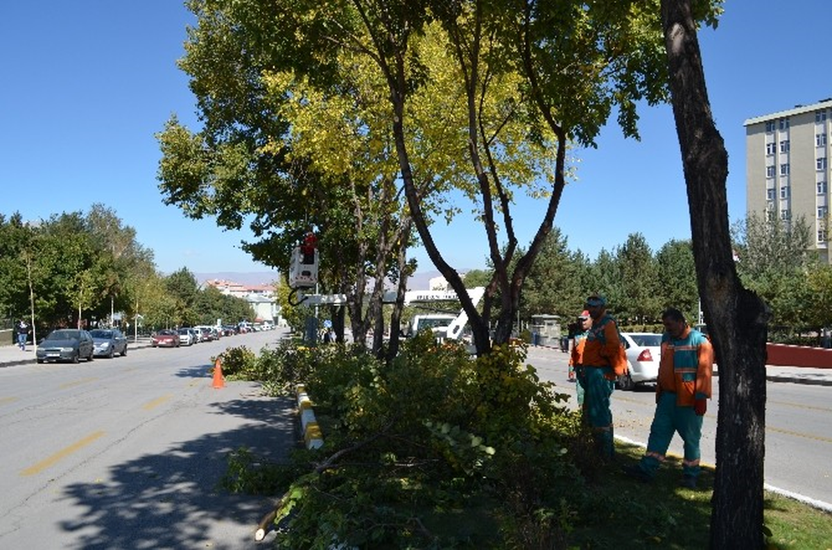 Erzurum\'da Ağaçlara Mevsimsel Budama