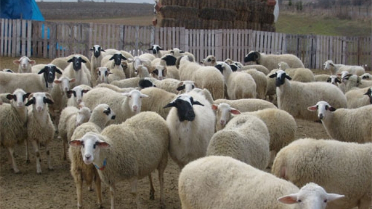Kurban Bayramı\'na Doğru