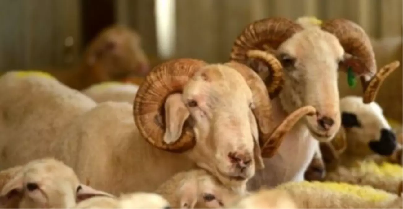 Kurban Bayramı Öncesi Tedbirler Artırıldı