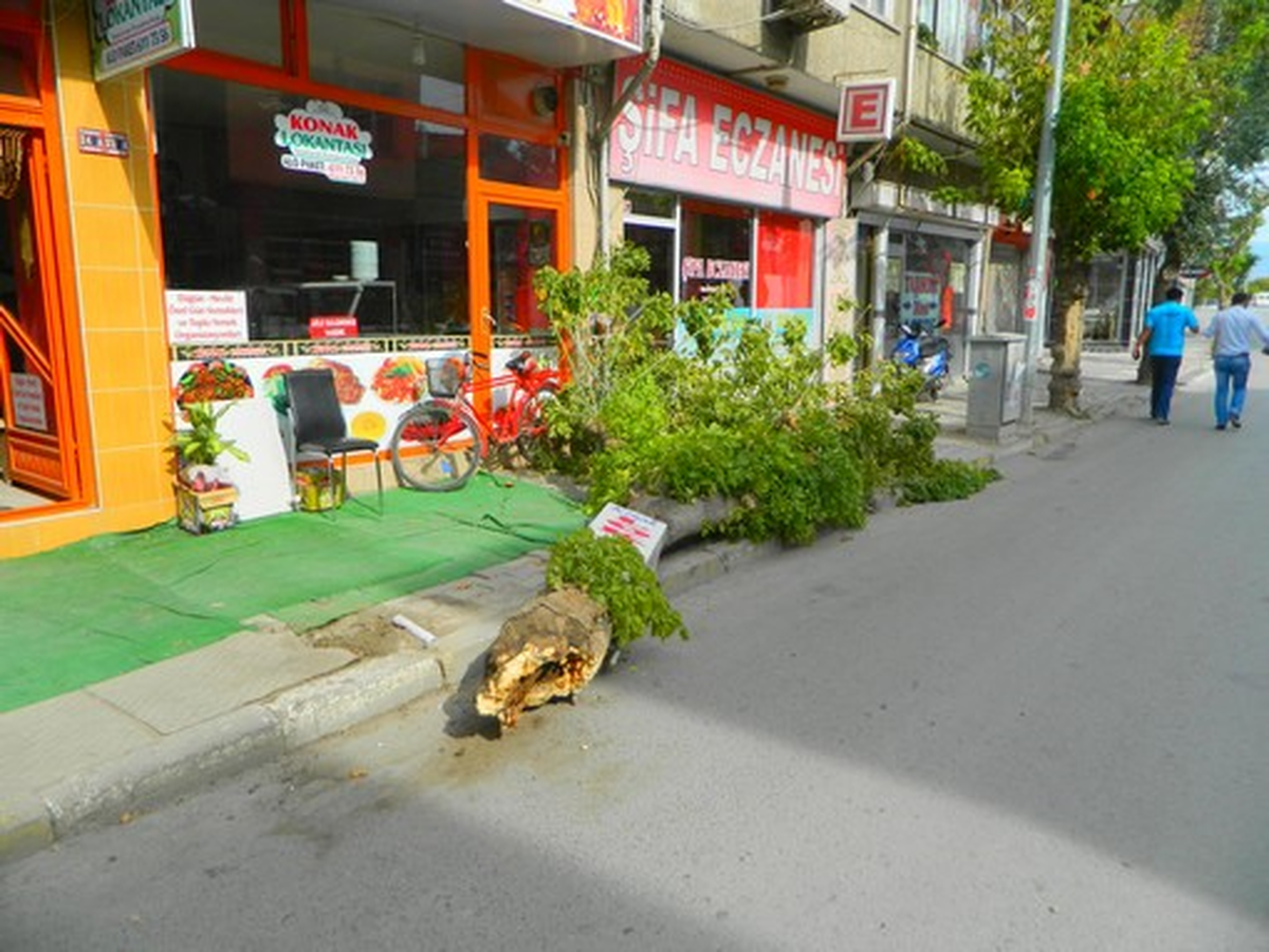 Osmancık\'ta Kamyon Kaldırımdaki Ağacı Söktü