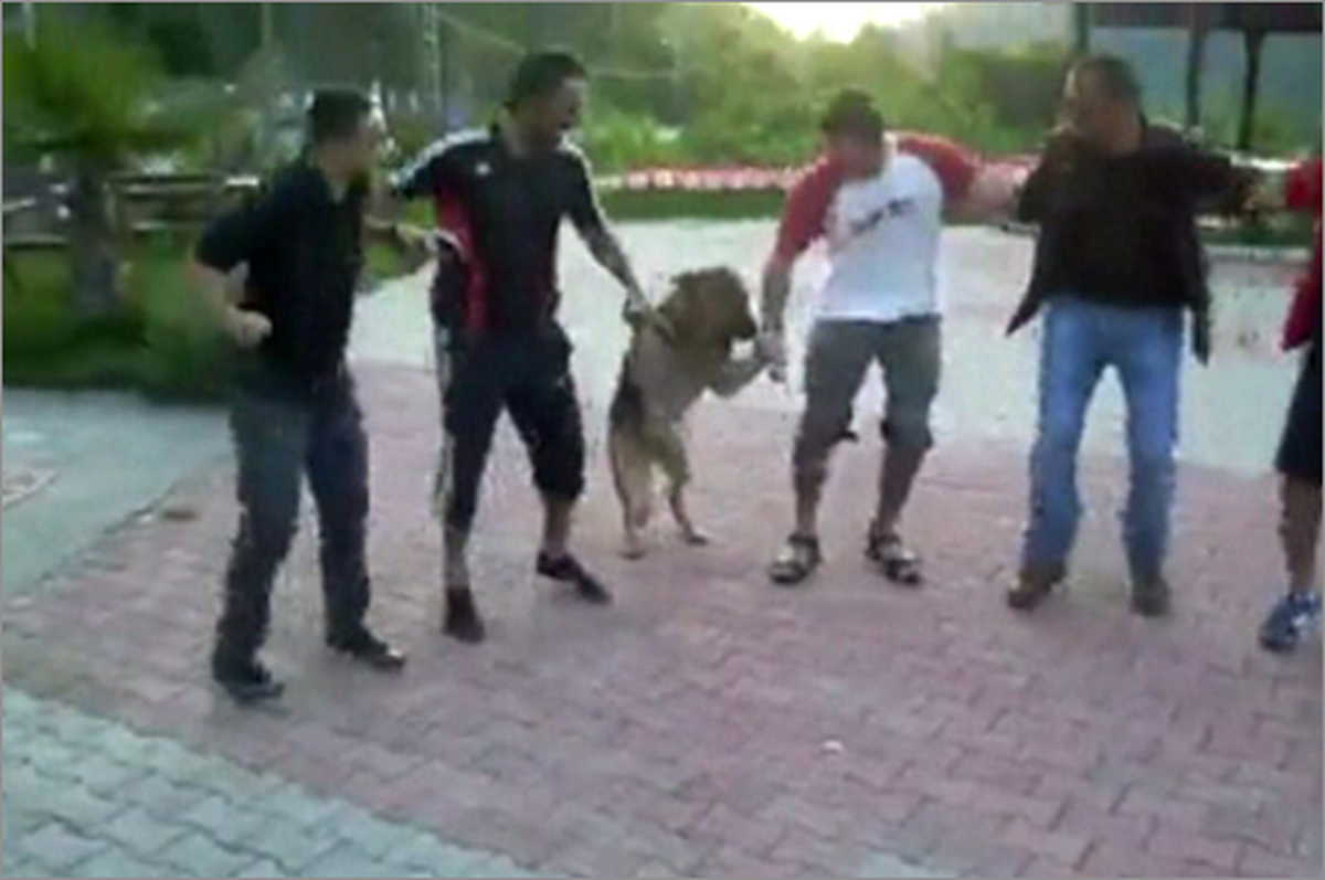 Bu Köpek Horon Tepiyor