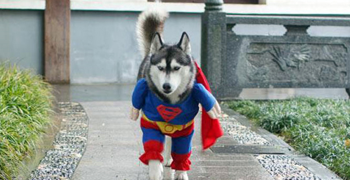 Bu Köpek Resmen Nağra Atıyor