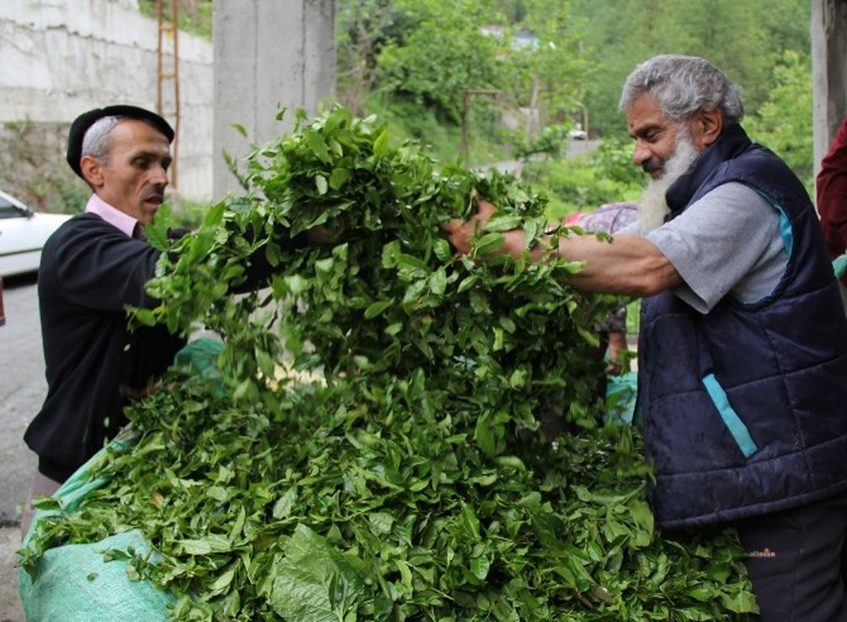 Çaykur Yaş Çay Alımlarını Kurban Bayramı\'na Kadar Sürdürecek