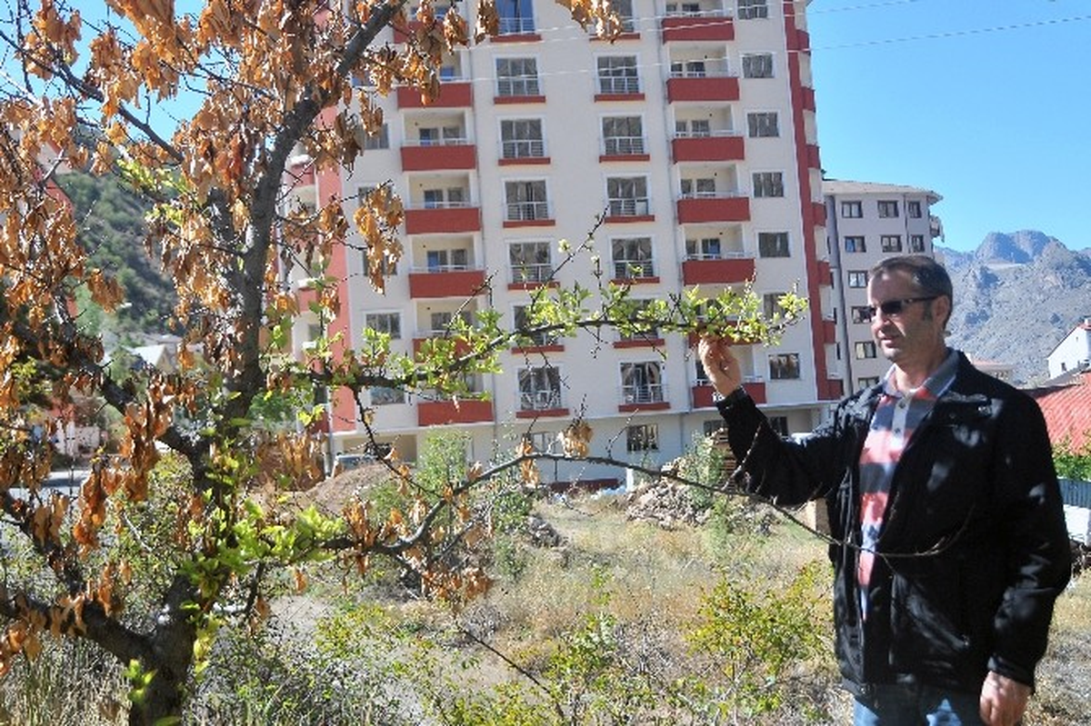 Gümüşhane\'de Kuruyan Kayısı Ağacı Eylül Ayında Çiçek Açtı