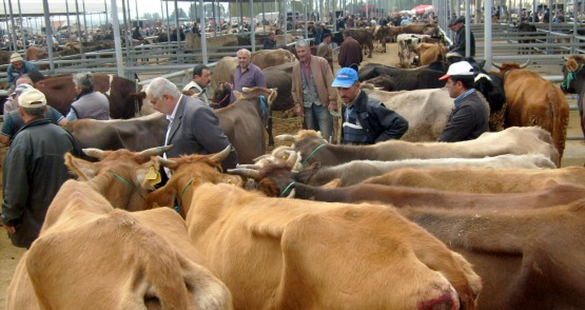 Kurban Bayramına Doğru