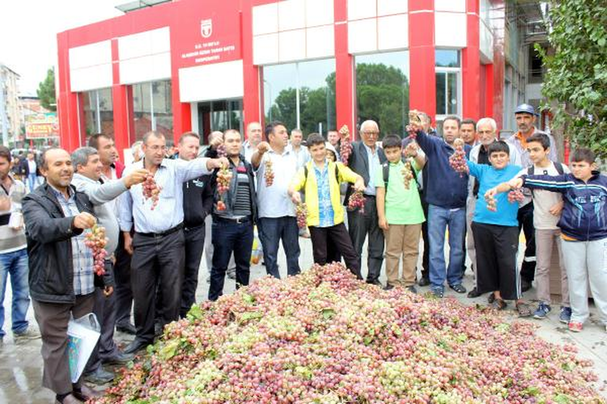 Manisa\'da üzümler dalında kaldı