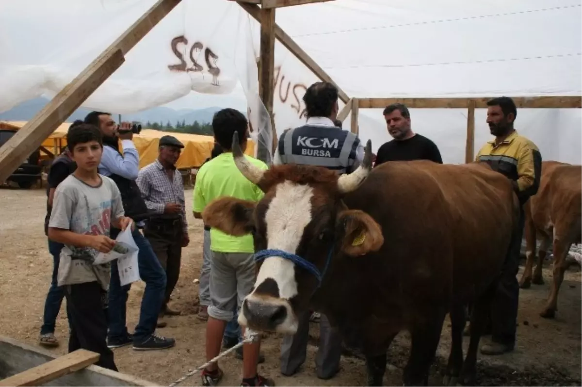 Mali Polisten Kurban Pazarında Sahte Para Uyarısı