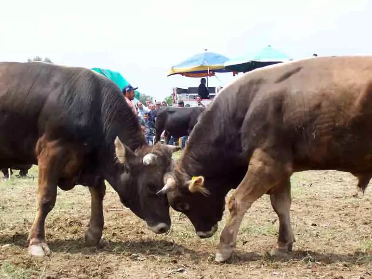 15. Akkaya Boğa Güreşleri" Yapıldı