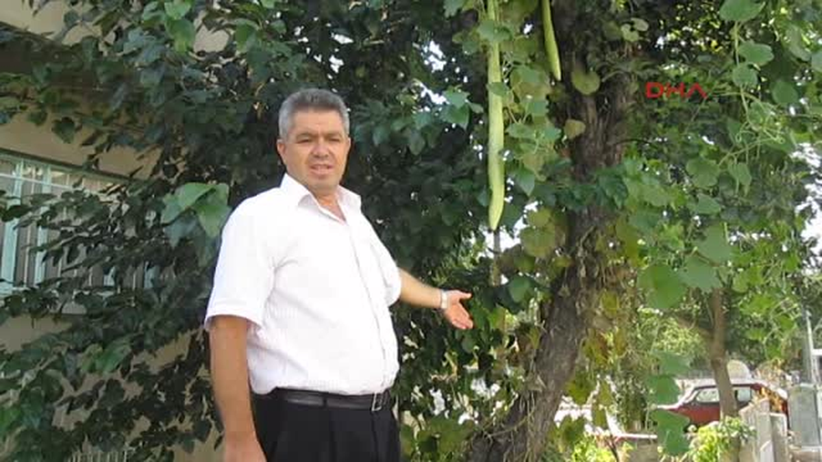 Afyonkarahisar Armut Ağacında 1 Metrelik Kabak