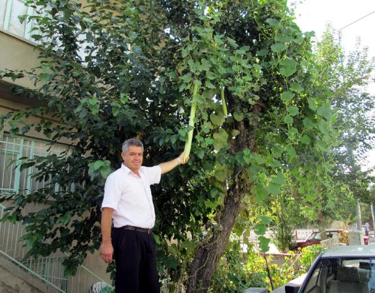 Armut Ağacında 1 Metrelik Kabak