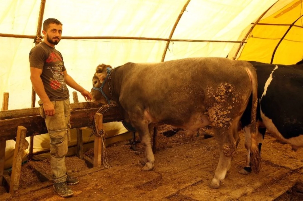 Başkan Yaşar Son Kontrolleri Yapıyor