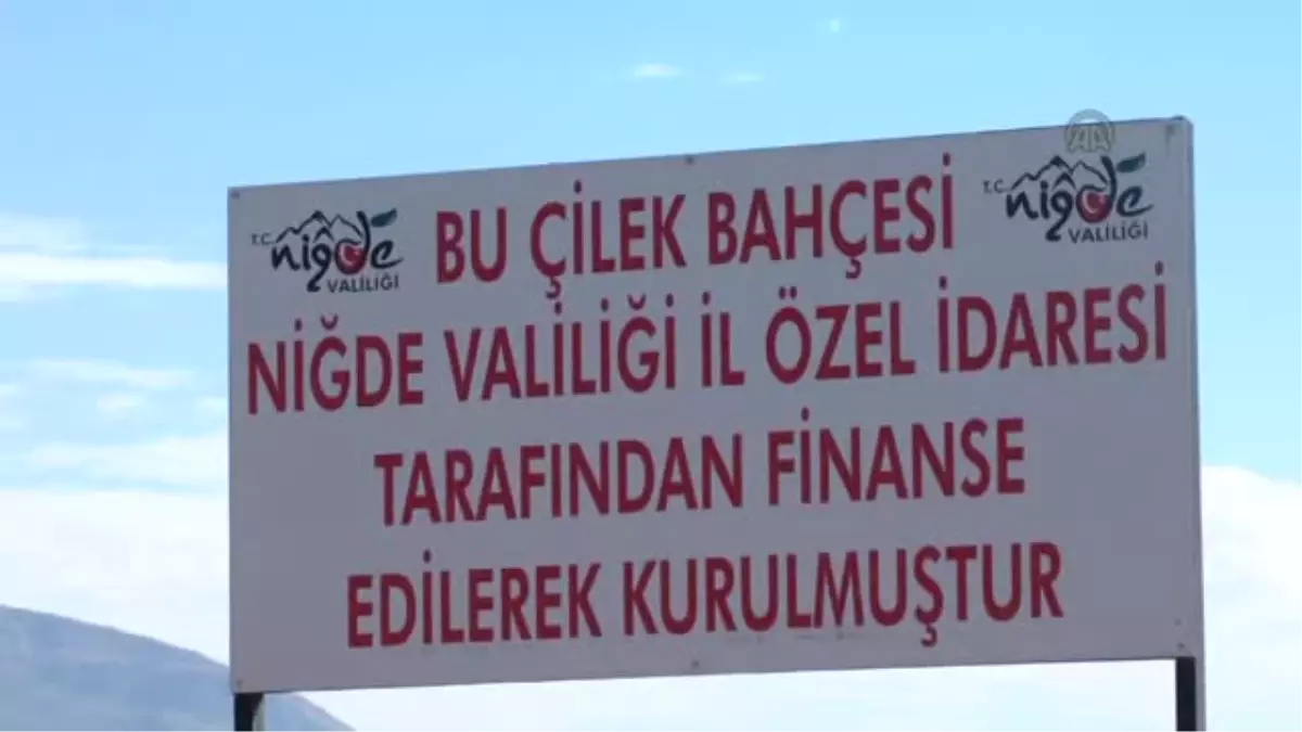 Niğde Çilekte Söz Sahibi Olmak İstiyor