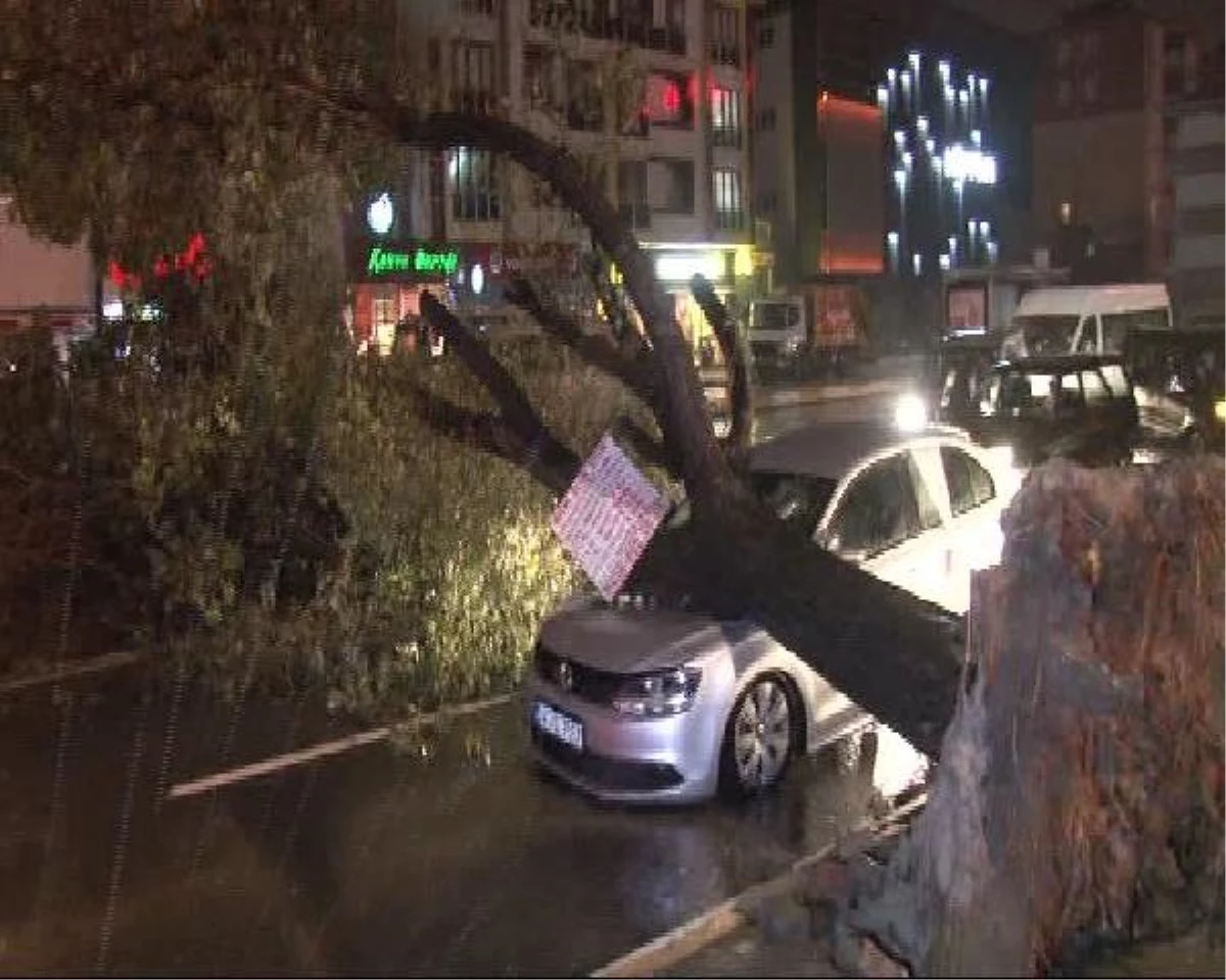 Gelin Aracının Üzerine Ağaç Devrildi