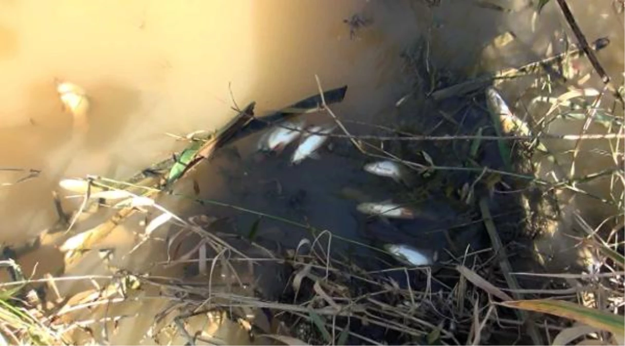 Acarlar Longozu\'nda Balık Ölümleri