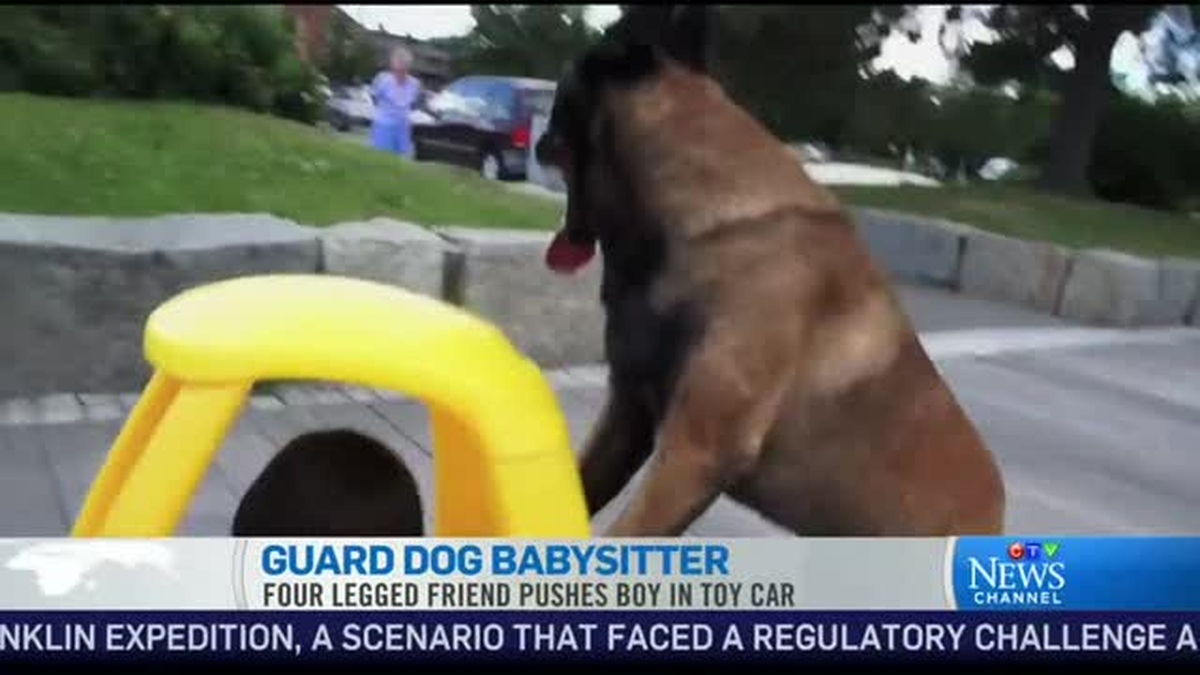 Bekçi Köpek Bebek Bakıcısı Oldu
