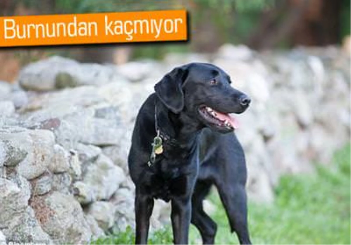 Bu Köpek, Bilgisayardan Bile Koku Alabiliyor